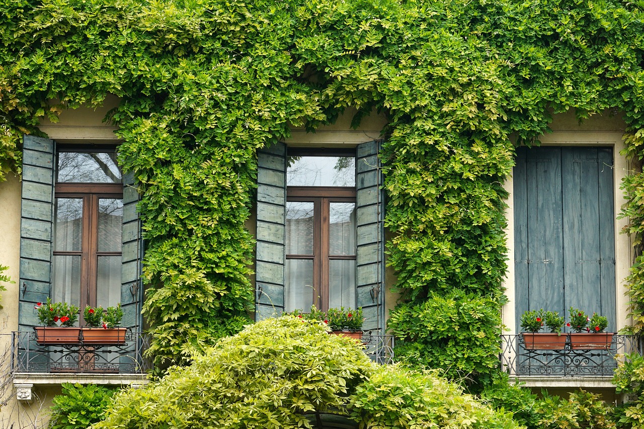 window, ivy, shutter-7169327.jpg